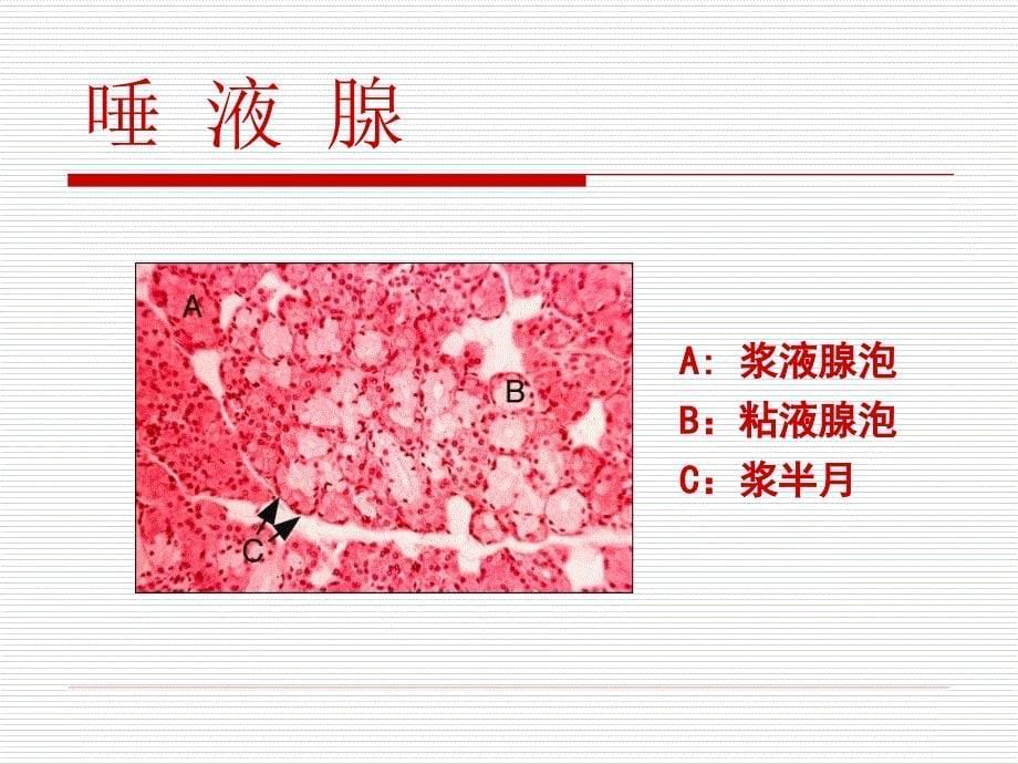 A牙骨质B牙周膜D骨髓腔E固有牙槽骨F松质骨002_第5页