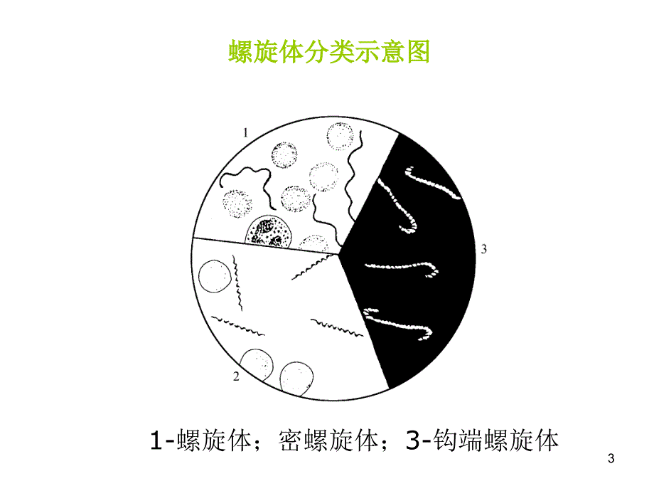 《其他原核微生物》PPT课件.ppt_第3页