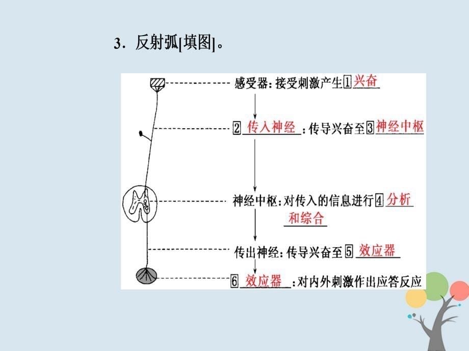 高中生物第二章动物和人体生命活动的调节第1节通过神经系统调节课件新人教版必修_第5页