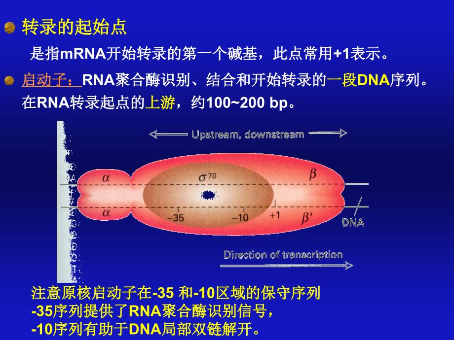 《核酸的生物合成》PPT课件_第4页