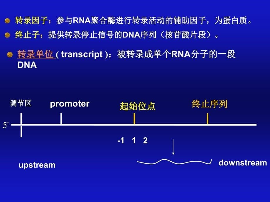 《核酸的生物合成》PPT课件_第5页