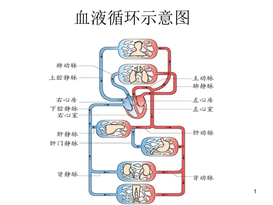 血液循环示意图PPT参考幻灯片_第1页