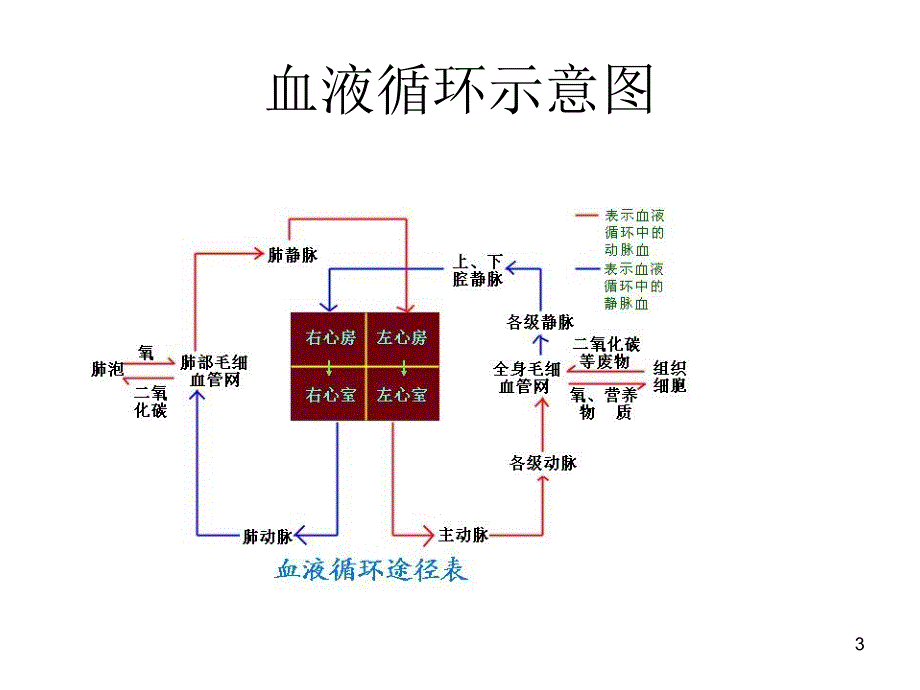 血液循环示意图PPT参考幻灯片_第3页