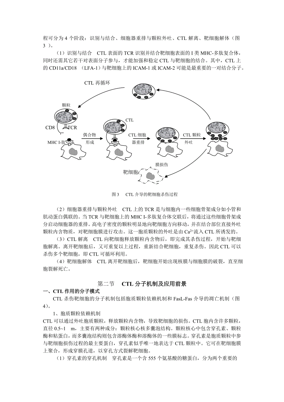 细胞毒性T细胞作用的分子机制_第3页