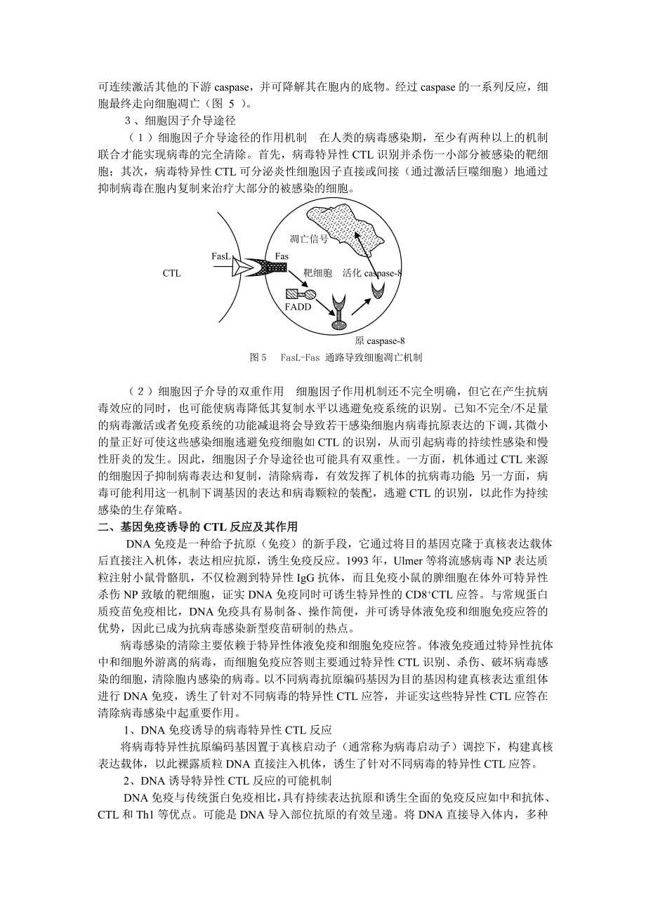 细胞毒性T细胞作用的分子机制_第5页