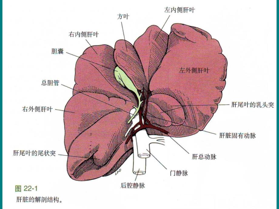 《犬肝脏切除术》PPT课件_第3页