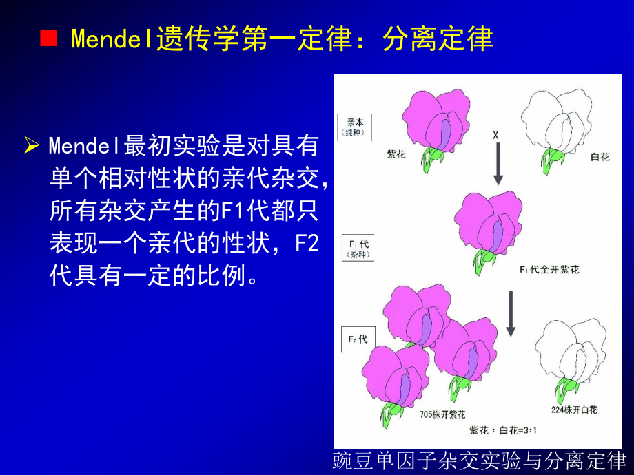 动物学教学课件：动物的遗传与进化_第4页