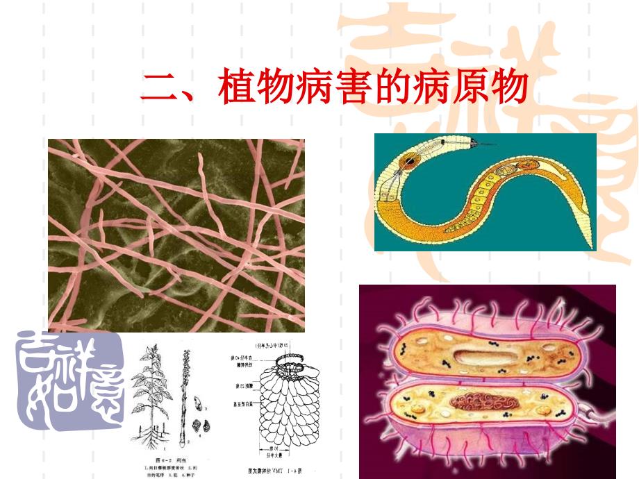 植物病害的病原物资料课件_第1页