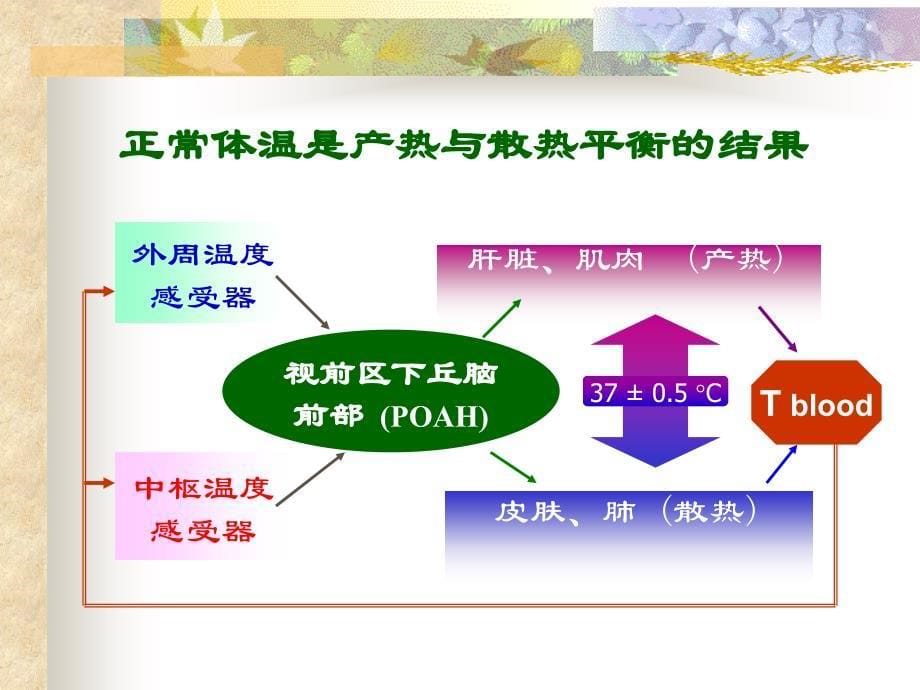 病理生理第8章 发热bjj_第5页