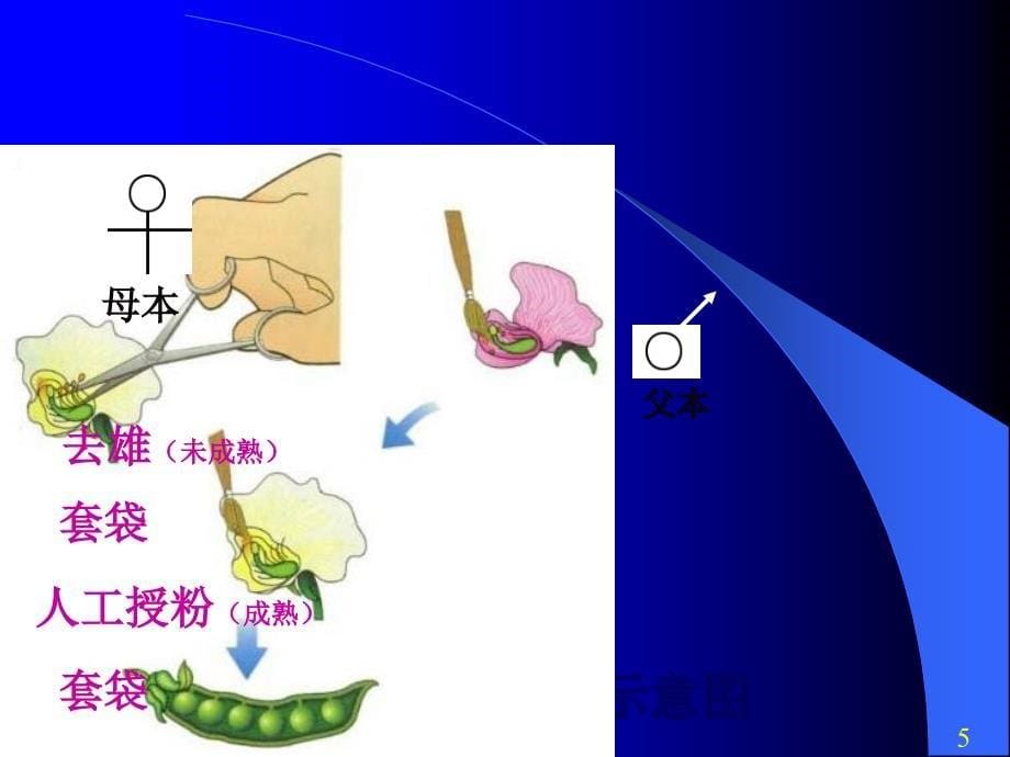 生物的遗传和变异复习_第5页