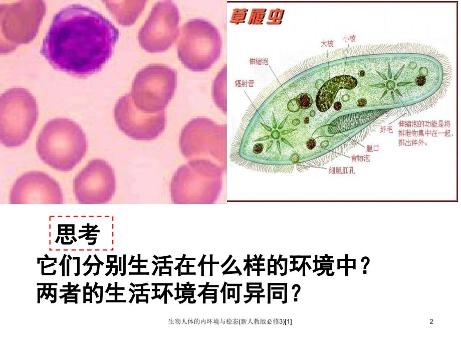 生物人体的内环境与稳态新人教版必修31_第2页