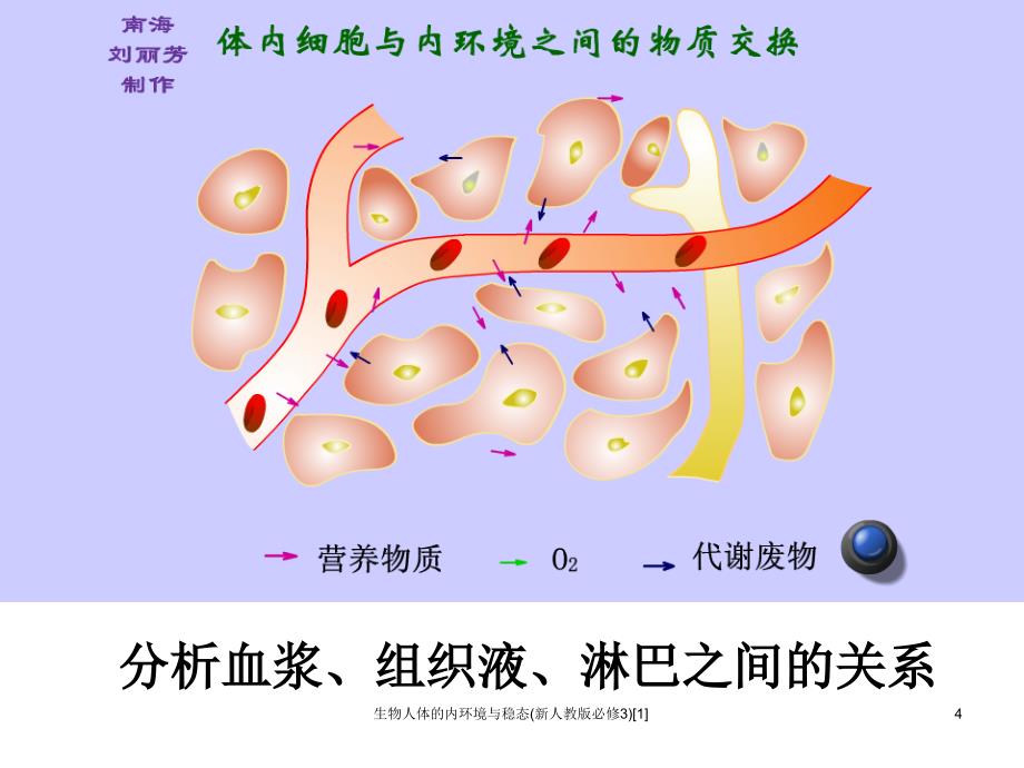 生物人体的内环境与稳态新人教版必修31_第4页