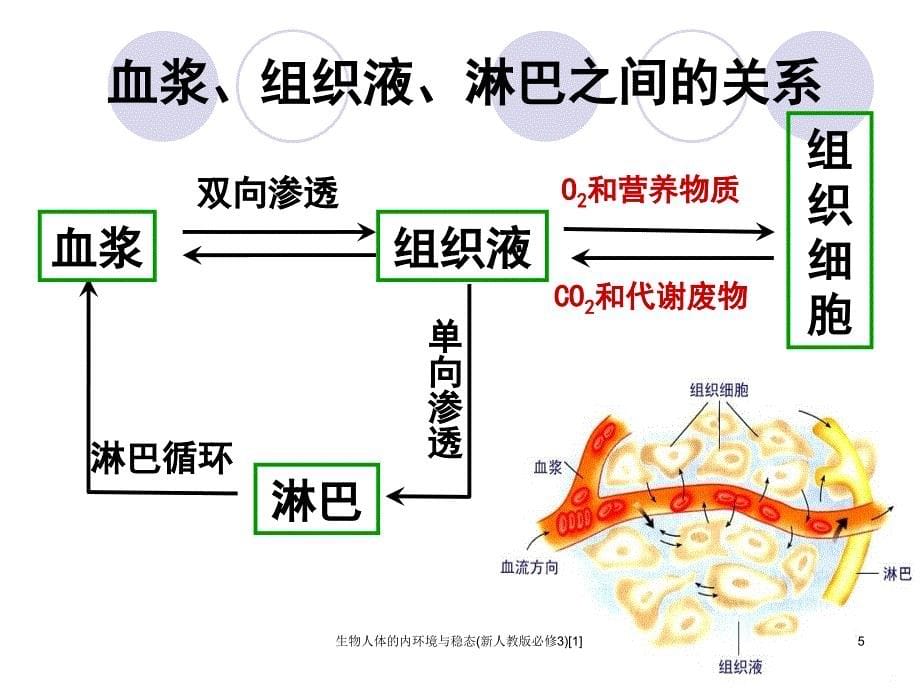 生物人体的内环境与稳态新人教版必修31_第5页