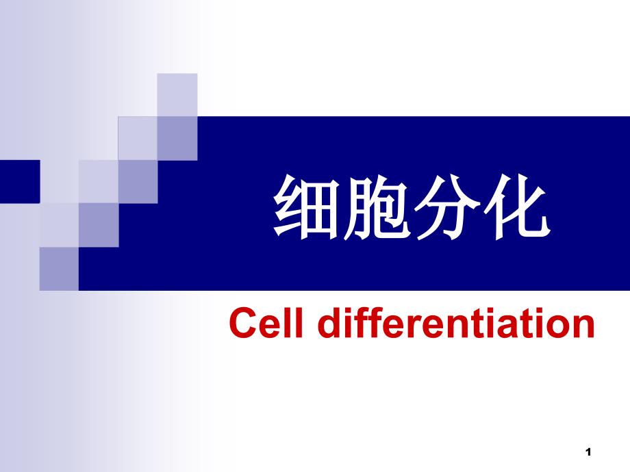 细胞生物学课件：13-细胞的分化(3)_第1页