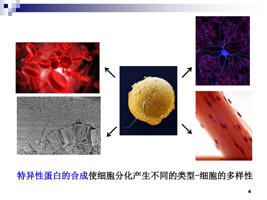 细胞生物学课件：13-细胞的分化(3)_第4页