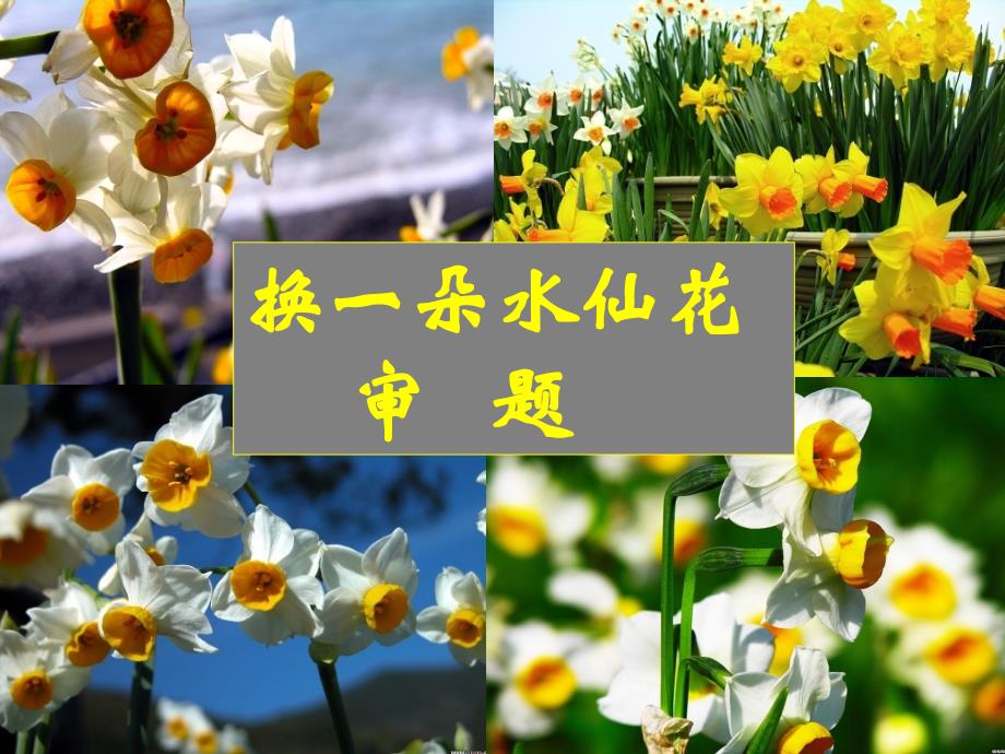 高考作文写作指导课件：换一朵水仙花.ppt_第3页