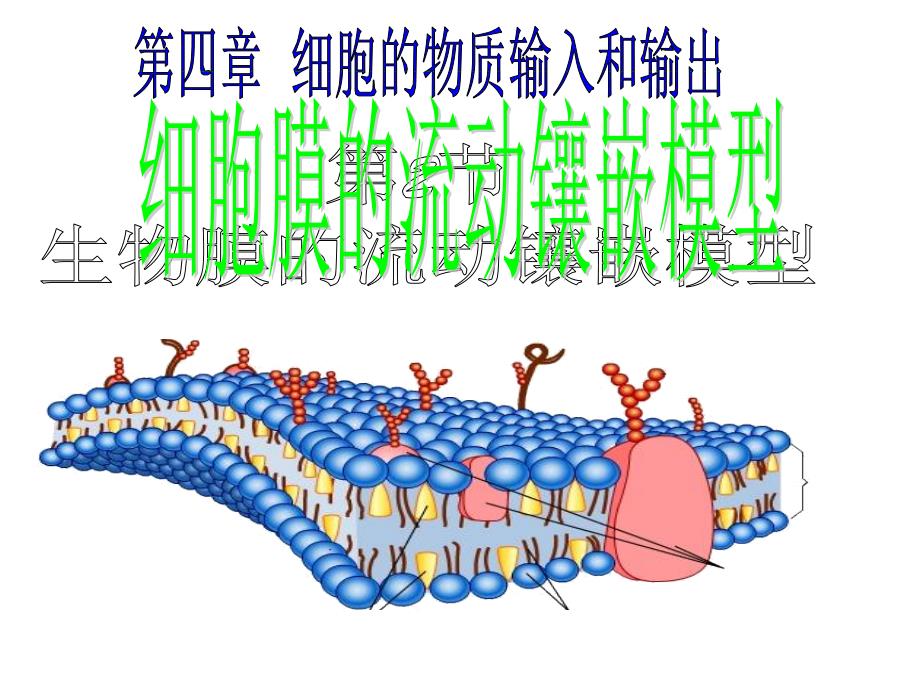 4-2细胞膜的流动镶嵌模型hao_第1页