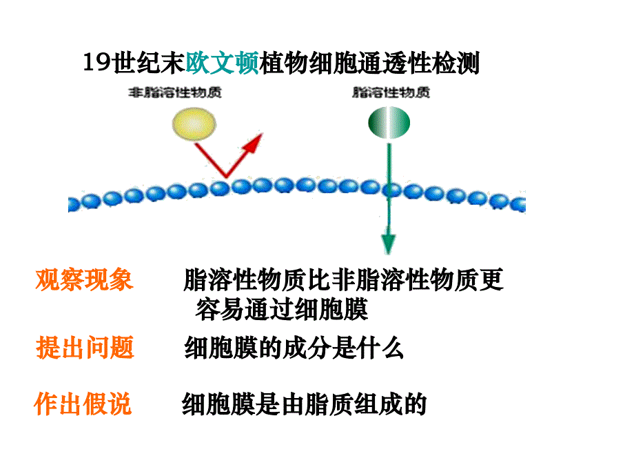 4-2细胞膜的流动镶嵌模型hao_第2页