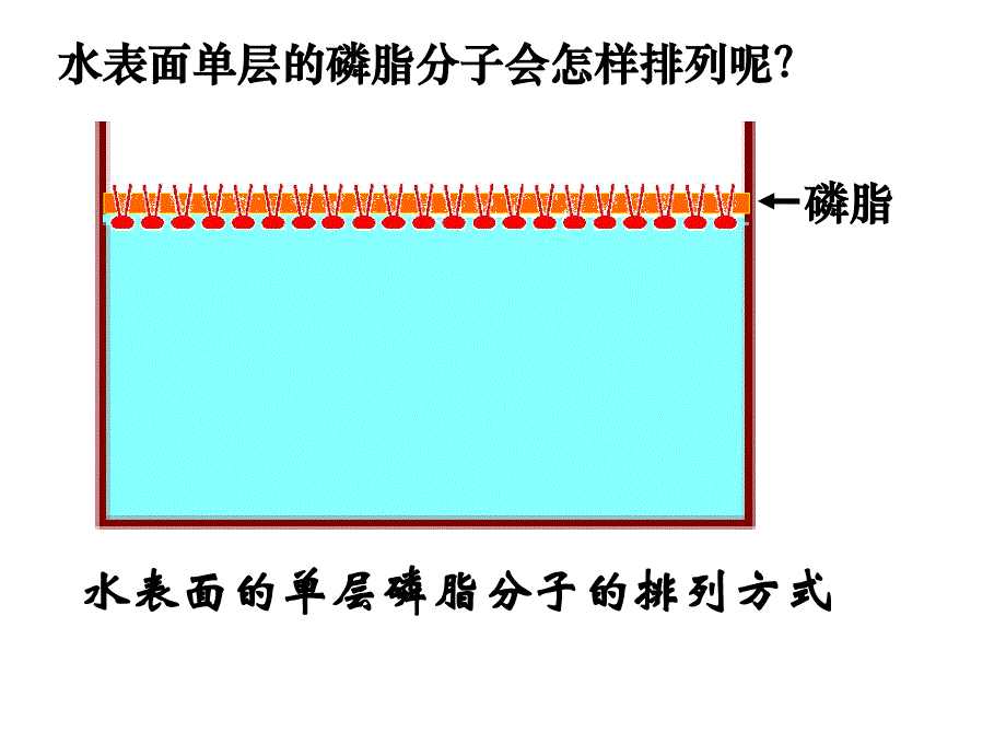 4-2细胞膜的流动镶嵌模型hao_第4页