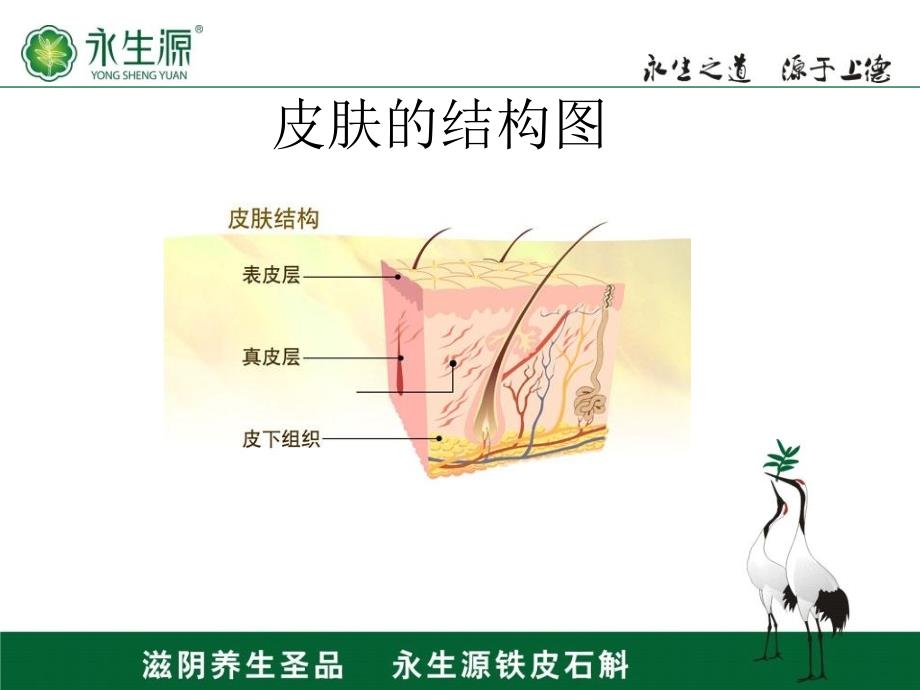 基础皮肤及产品知识_第3页