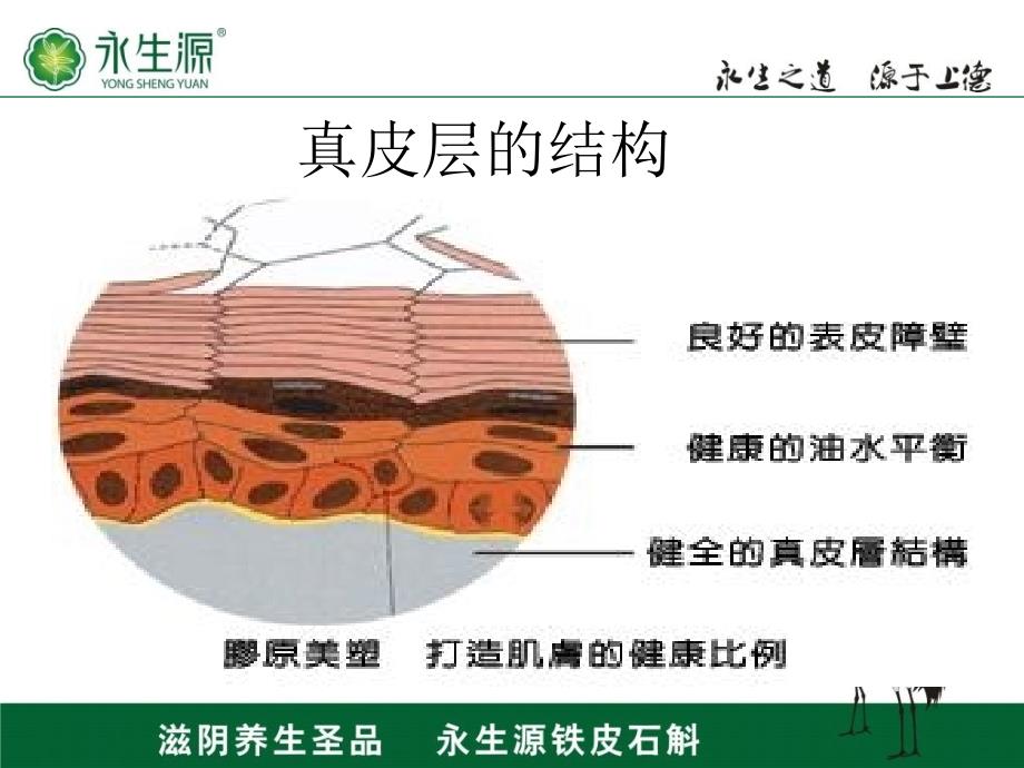 基础皮肤及产品知识_第4页