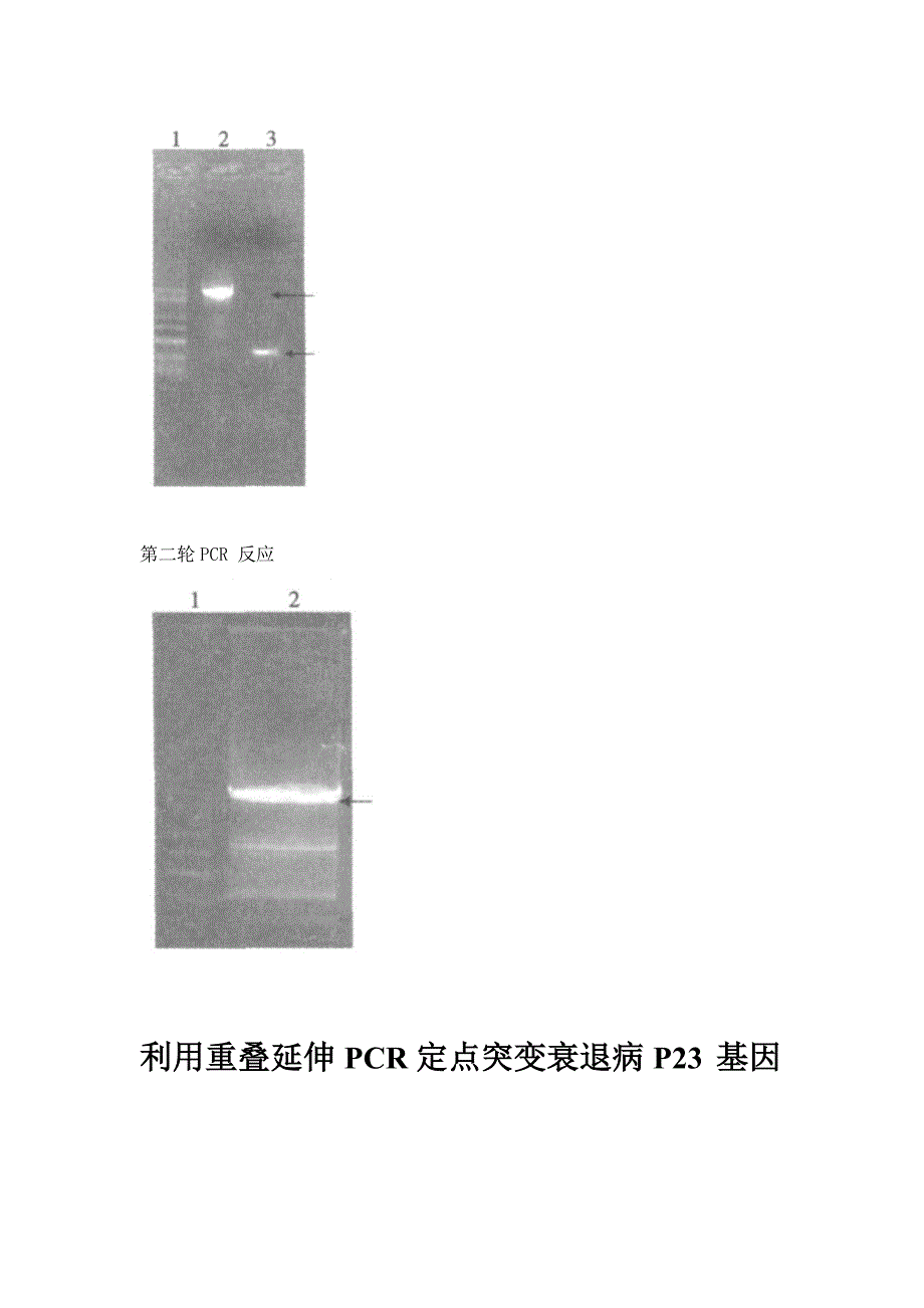 医学分子生物学_第3页