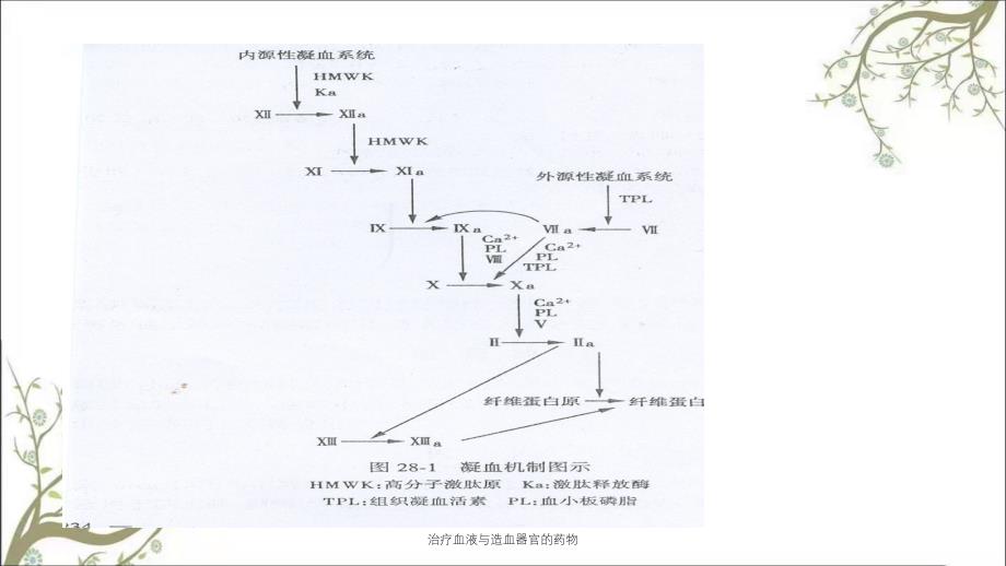 治疗血液与造血器官的药物_第3页