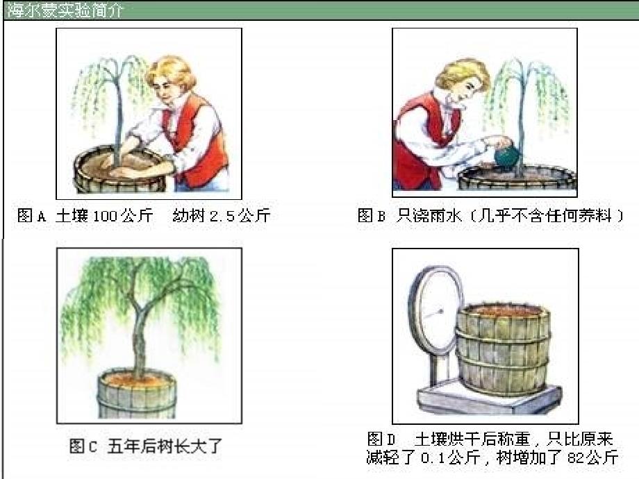 《绿色植物的光合作用》_第4页