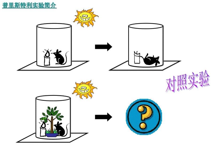 《绿色植物的光合作用》_第5页