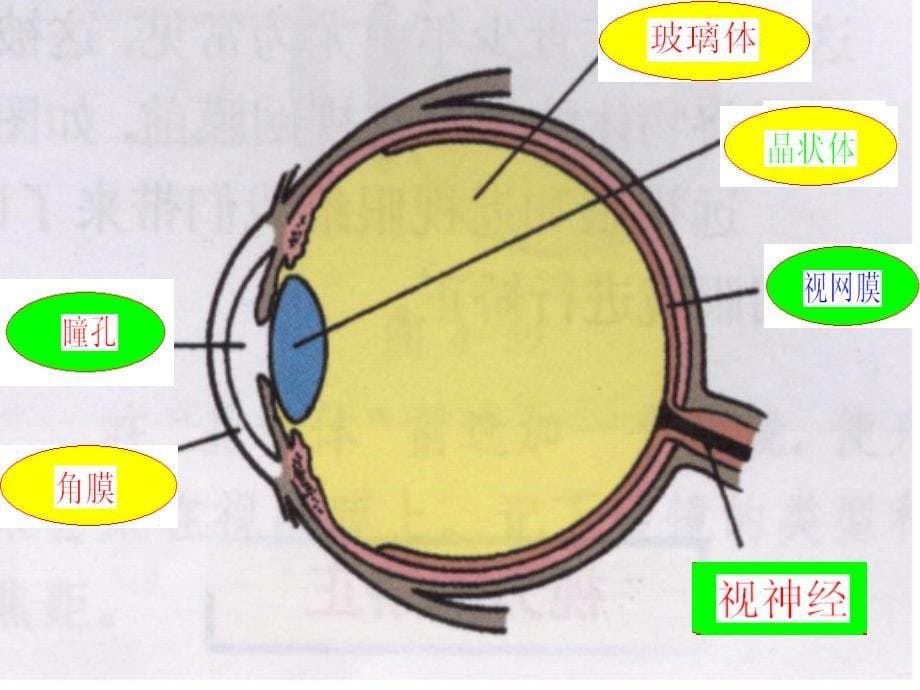 八年级物理全册 第四章 第六节 神奇的眼睛课件 （新版）沪科版.ppt_第5页