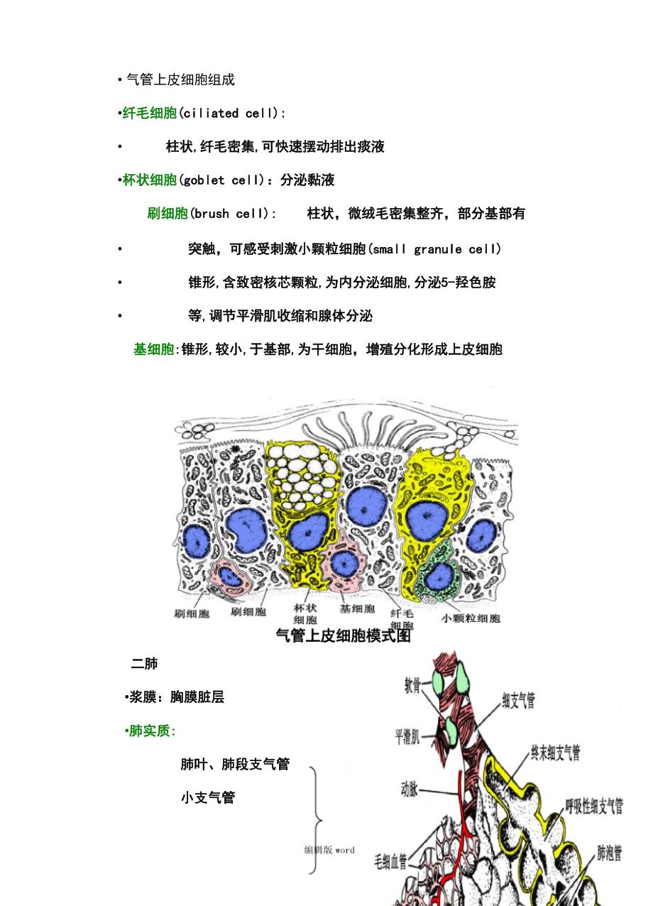 呼吸系统 组胚_第4页