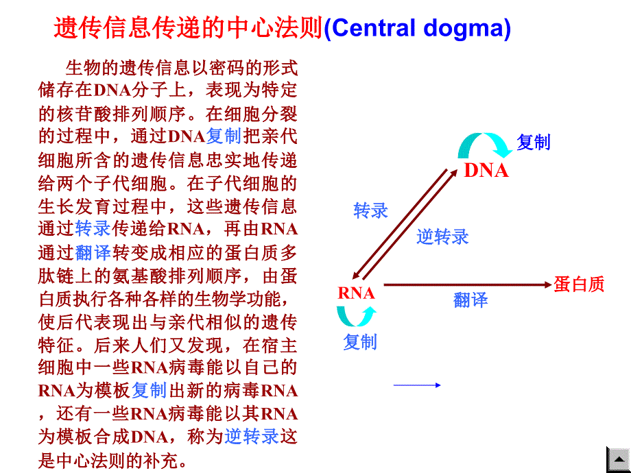 第11章DNA合成BFD_第3页