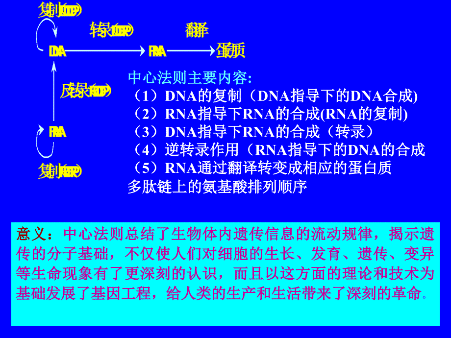 第11章DNA合成BFD_第4页