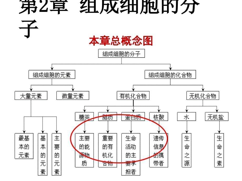 生物必修一概念图课件.ppt_第5页