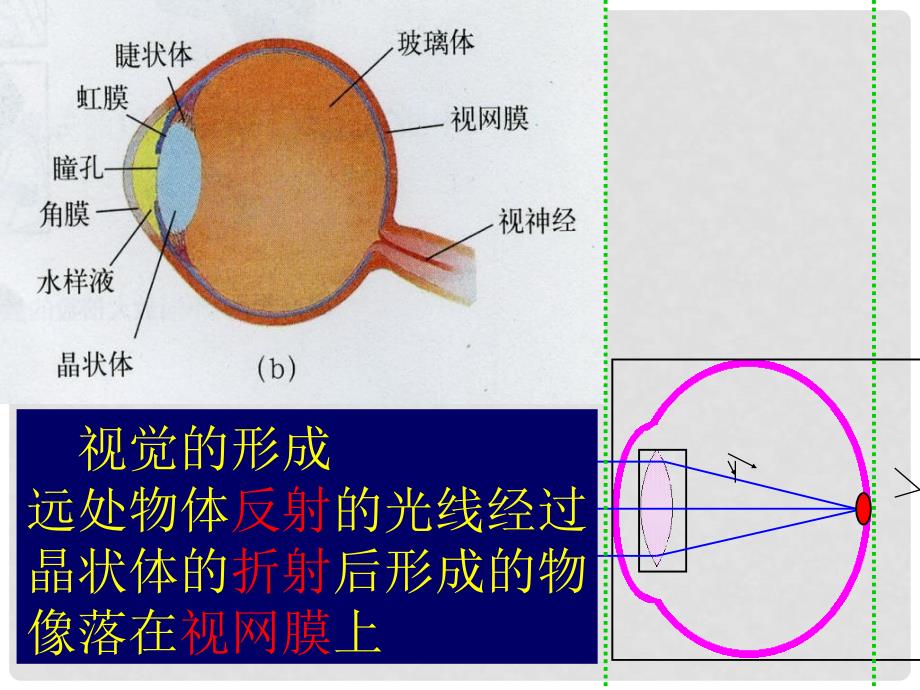 八年级物理上册 3.7 眼睛与光学仪器课件3 （新版）粤教沪版_第4页