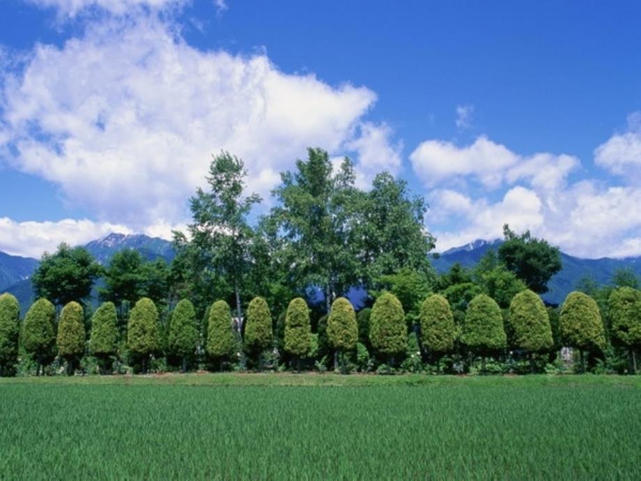 纪会霞植树问题定_第2页