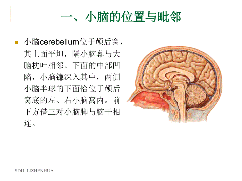 小脑-cerebellum汇总_第4页