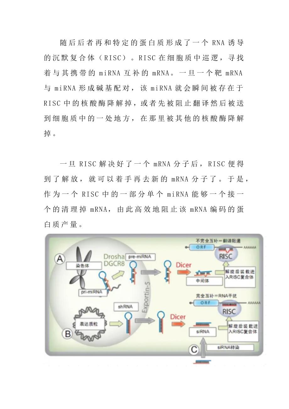 基因表达调控者miRNA如何发挥作用.docx_第4页