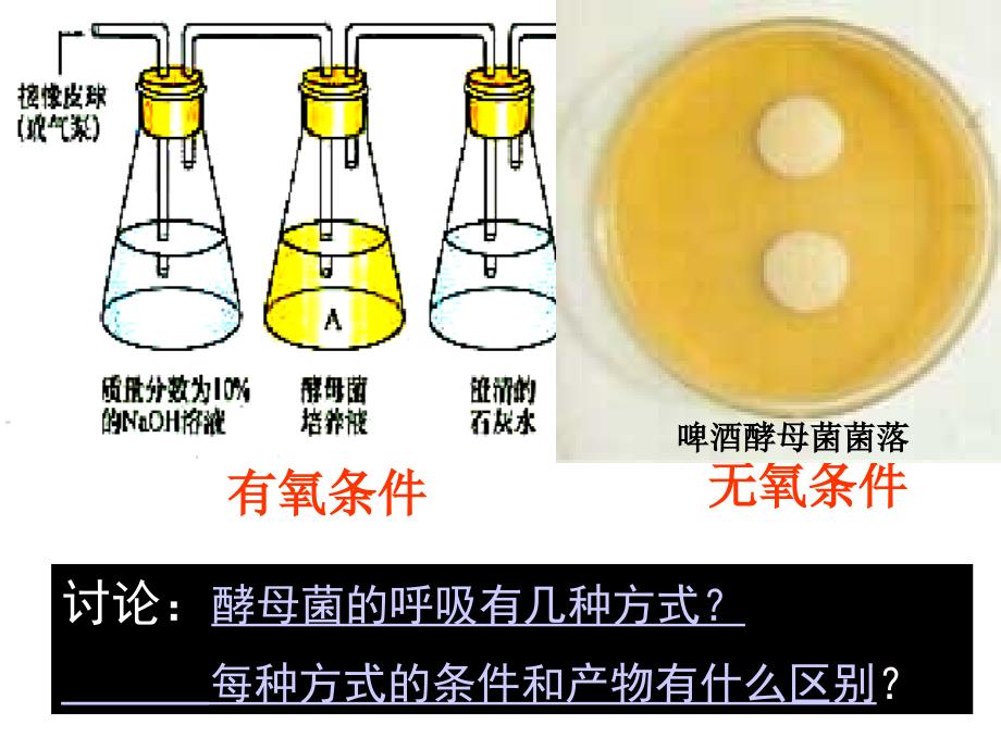 理化生细胞呼吸精美课件_第4页