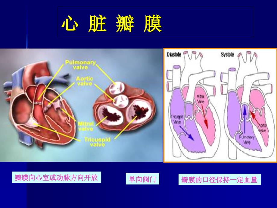 二尖瓣狭窄讲课课件_第2页