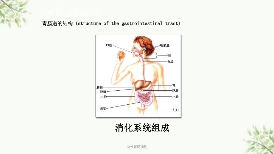 急性胃肠损伤ppt课件_第2页