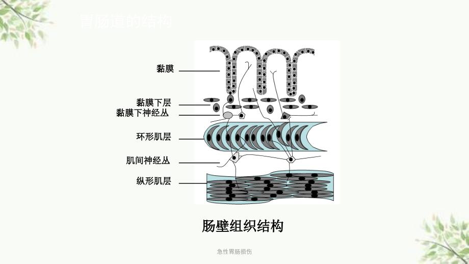 急性胃肠损伤ppt课件_第3页