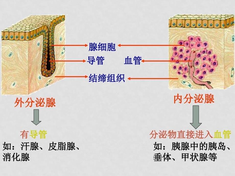 高中生物人和高等动物的体液调节课件人教版必修1_第5页