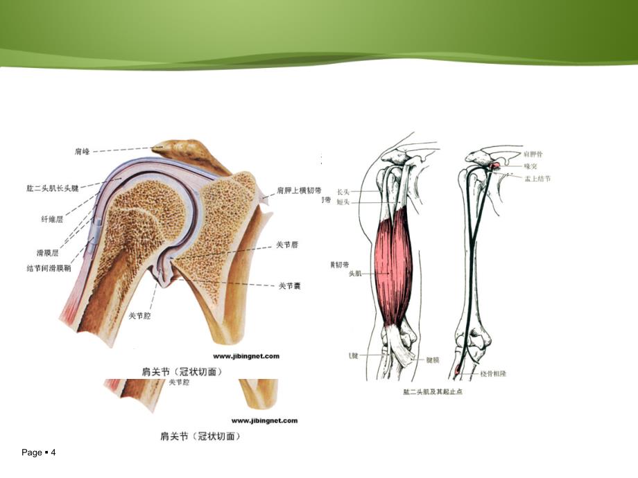 肱二头肌长头肌腱鞘炎PPT课件02_第4页