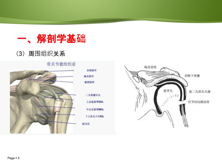 肱二头肌长头肌腱鞘炎PPT课件02_第5页