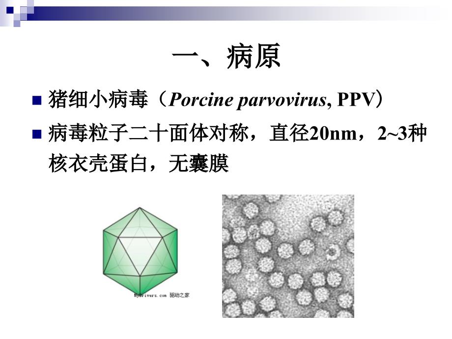 动物传染病学：猪细小病毒病_第2页