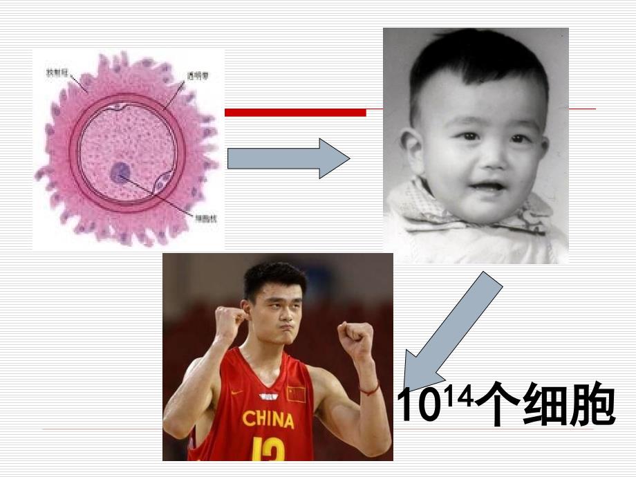 科学&#183;技术&#183;社会　“脱缰之马”——癌细胞 (3)_第1页