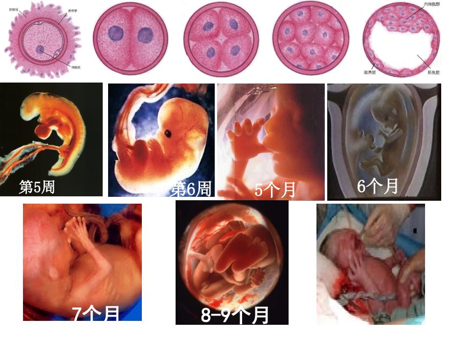 科学&#183;技术&#183;社会　“脱缰之马”——癌细胞 (3)_第2页