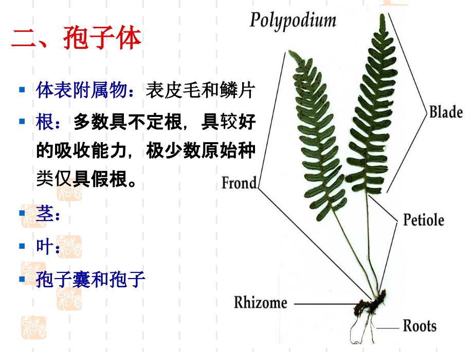 植物学教学课件：第九章 蕨类植物（Pteridophyta）_第4页