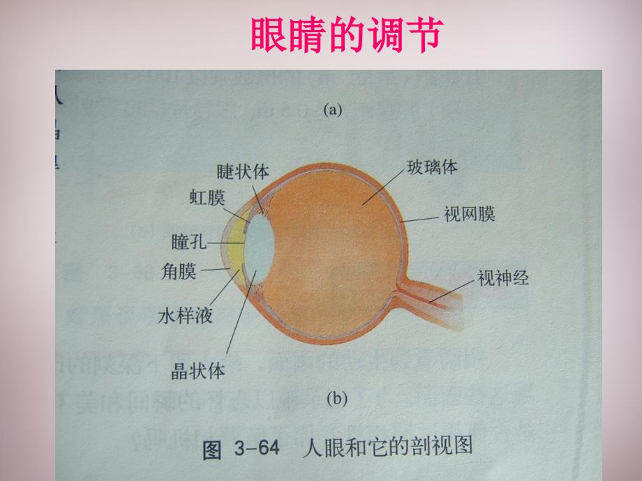 八年级物理上册3.7眼睛与光学仪器课件粤教沪版_第3页